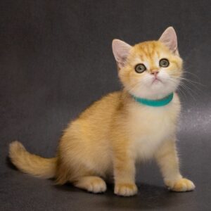 Ellie British Shorthair