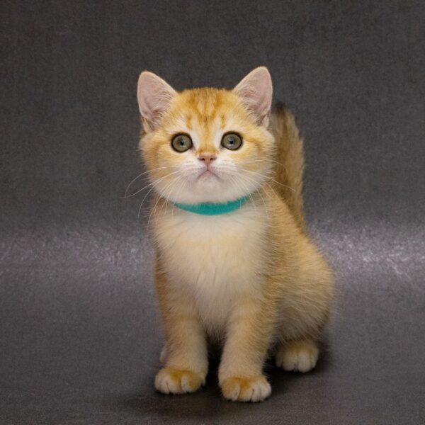 Ellie British Shorthair