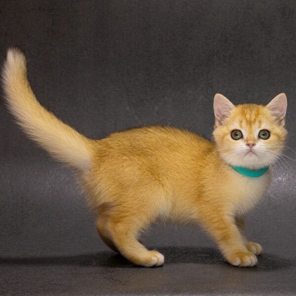 Ellie British Shorthair