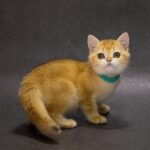 Ellie-female-British-Shorthair-cat-puppy-for-sale-1 (4)