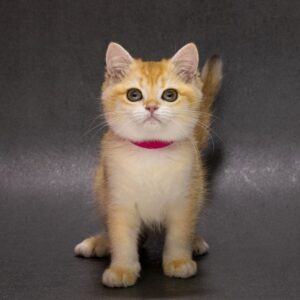 Emily British Shorthair