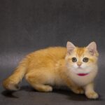 Emily-female-British-Shorthair-cat-puppy-for-sale-1 (2)