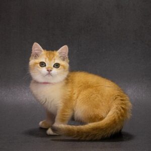 Emily British Shorthair