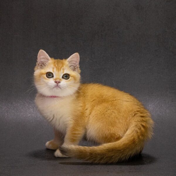 Emily British Shorthair