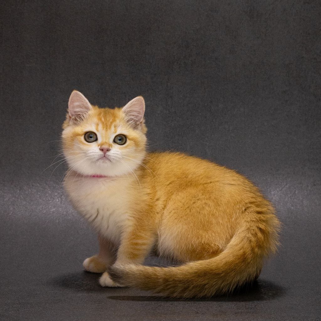 Emily British Shorthair