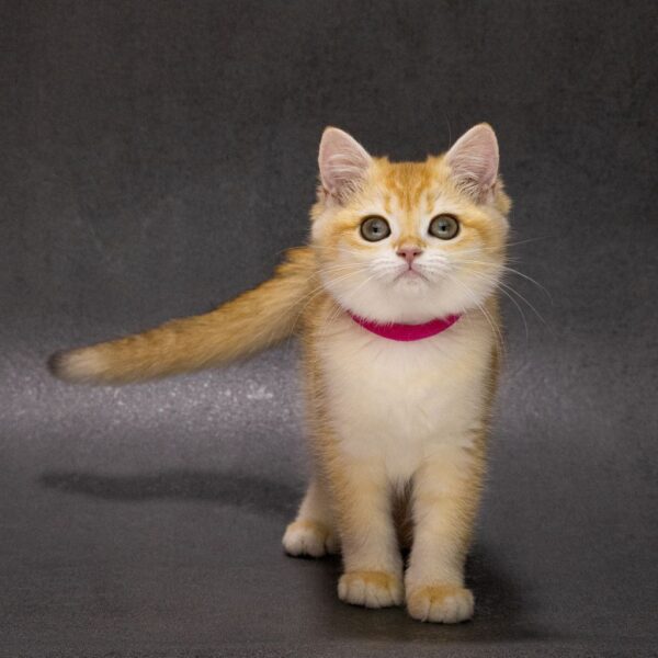 Emily British Shorthair