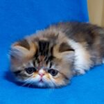 Faina-female-Persian-cat-puppy-for-sale-1 (1)
