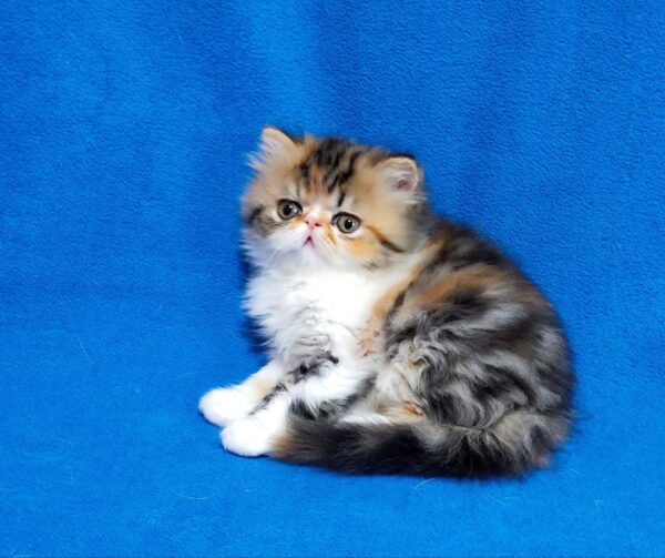 Faina Persian