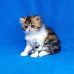 Faina-female-Persian-cat-puppy-for-sale-1 (3)