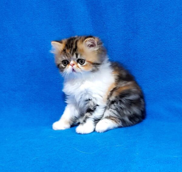 Faina Persian