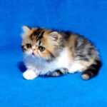 Faina-female-Persian-cat-puppy-for-sale-1 (4)