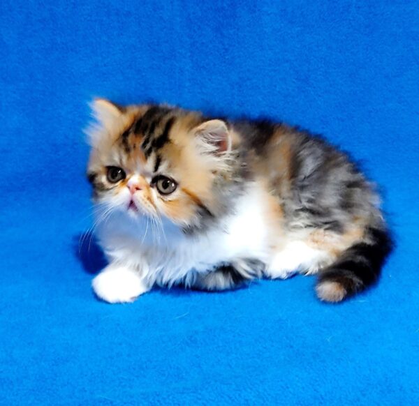 Faina Persian