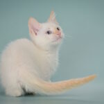 Farhad-male-munchkin-cat-puppy-for-sale-1 (1)