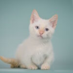 Borisfen Munchkin