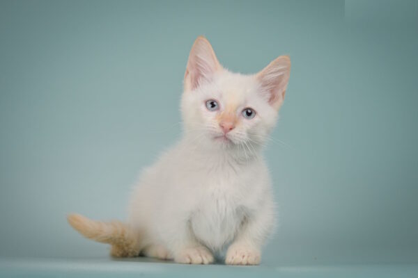 Farhad Munchkin
