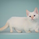 Farhad-male-munchkin-cat-puppy-for-sale-1 (3)