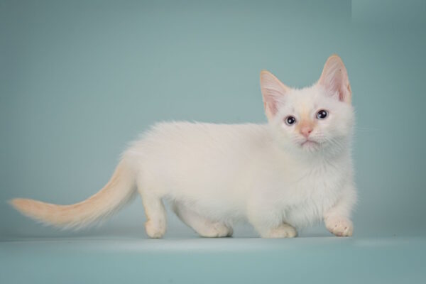 Farhad Munchkin