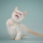 Farhad-male-munchkin-cat-puppy-for-sale-1 (5)