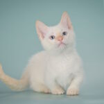 Farhad-male-munchkin-cat-puppy-for-sale-1 (6)