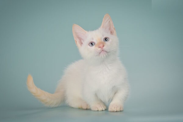 Farhad Munchkin