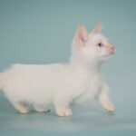 Farhad-male-munchkin-cat-puppy-for-sale-1 (7)