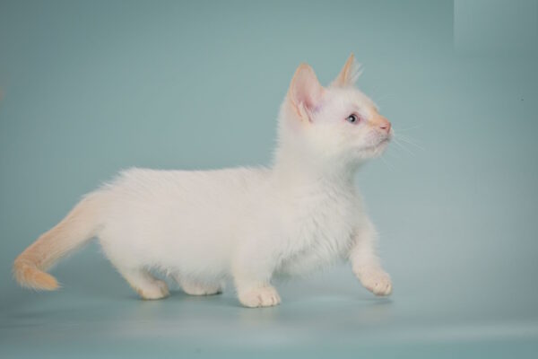 Farhad Munchkin