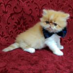 Frederik-male-Persian-cat-puppy-for-sale-1 (1)