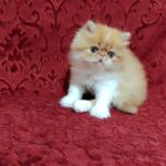 Frederik-male-Persian-cat-puppy-for-sale-1 (2)