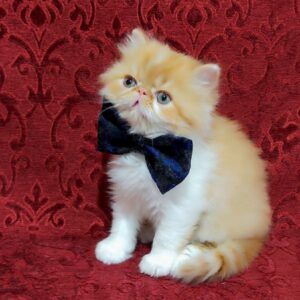 Frederik Persian