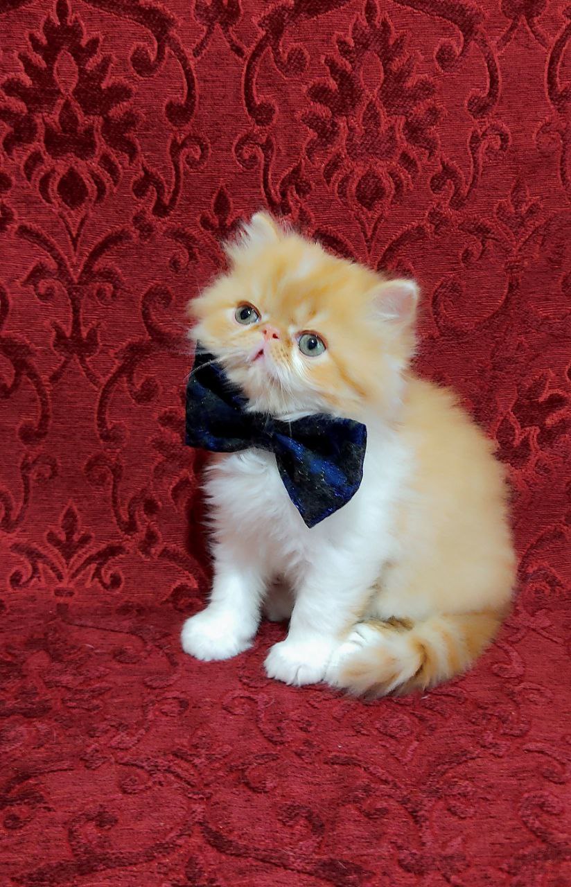 Frederik Persian
