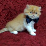 Frederik-male-Persian-cat-puppy-for-sale-1 (4)