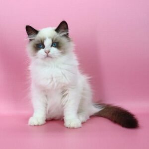 Garfield Ragdoll