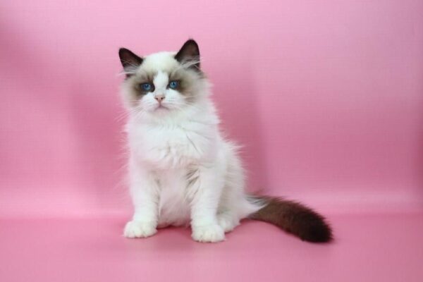 Garfield Ragdoll Garfield Ragdoll
