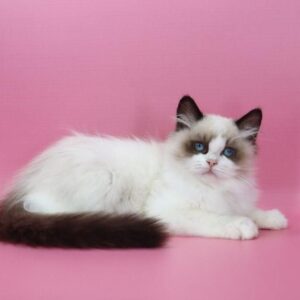 Garfield Ragdoll
