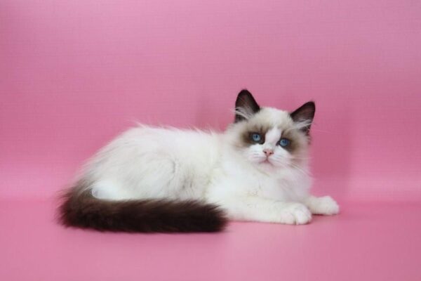 Garfield Ragdoll Garfield Ragdoll