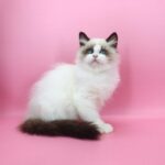 Garfield-male-ragdoll-cat-puppy-for-sale-1 (3)