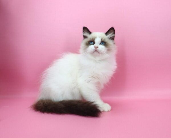 Garfield Ragdoll Garfield Ragdoll