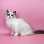 Garfield-male-ragdoll-cat-puppy-for-sale-1 (4)
