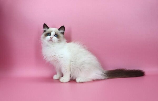 Garfield Ragdoll Garfield Ragdoll