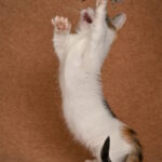 Glasha-female-munchkin-cat-puppy-for-sale-1 (2)