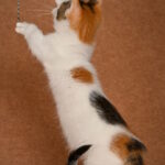 Glasha-female-munchkin-cat-puppy-for-sale-1 (3)
