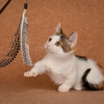 Glasha-female-munchkin-cat-puppy-for-sale-1 (4)