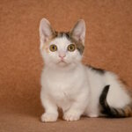 Glasha-female-munchkin-cat-puppy-for-sale-1 (5)