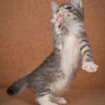 Grechka-female-munchkin-cat-puppy-for-sale-1 (1)