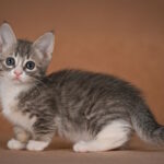 Grechka-female-munchkin-cat-puppy-for-sale-1 (2)