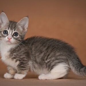 Grechka Munchkin