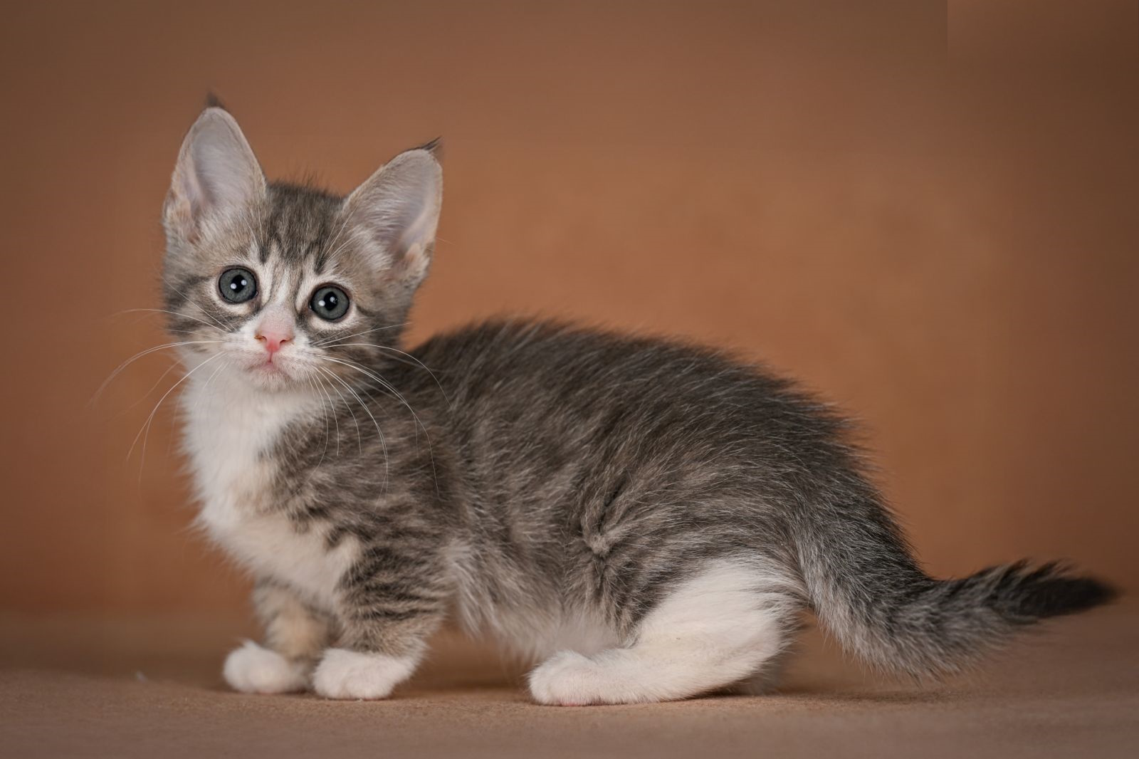 Grechka Munchkin