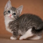 Grechka-female-munchkin-cat-puppy-for-sale-1 (3)