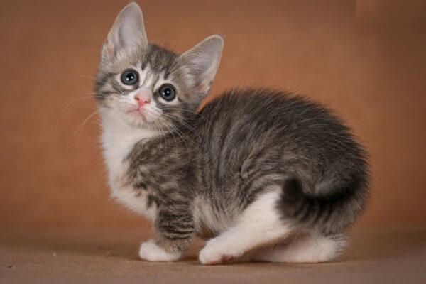 Grechka Munchkin