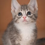 Grechka-female-munchkin-cat-puppy-for-sale-1 (4)
